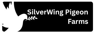 Silverwing Farms Pigeno Website Developed By Outsourceindiadirect